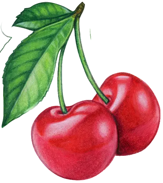 Autocollant Été – Cerise